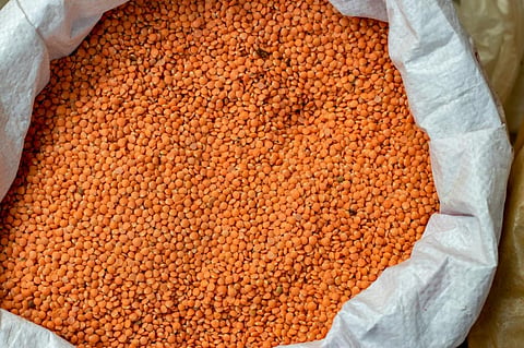 Bumper production, reduced import duty may hurt lentil farmers