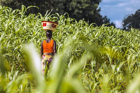 Invasive alien species threaten agriculture and biodiversity in Africa: Study