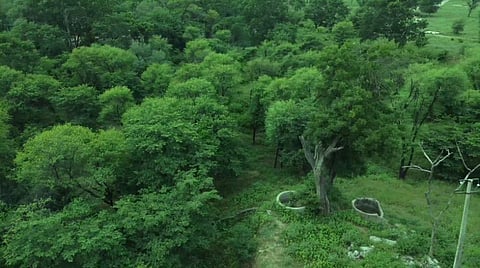 The Dol Ka Badh forest on the outskirts of Jaipur. Photo: Shaurya Goyal
