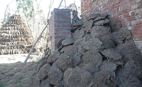 Dung cakes in Bijnor, Uttar Pradesh. Photo: Samrat Mukherjee / CSE