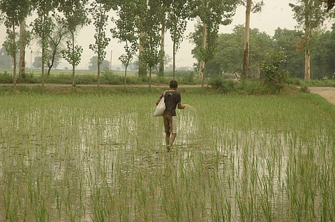 फसल पर यूरिया डालता किसान। फोटो: अग्निमीर बासु 