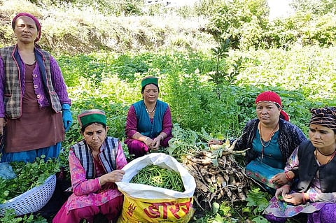 हिमाचल प्रदेश सरकार राज्य में प्राकृतिक खेती को निरंतर बढ़ावा दे रही है। फोटो: रोहित पराशर