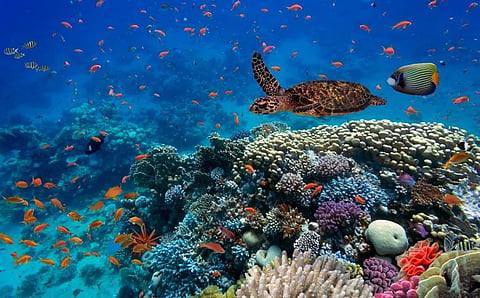 Corals in the Red Sea. Photo: iStock