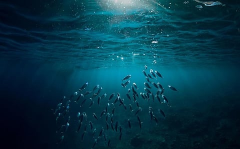 Photo: iStock