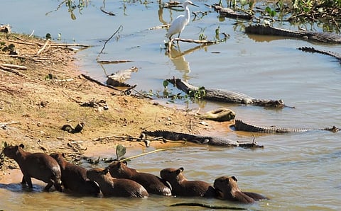 A capybara family and caimans in Transpantaneira. Photo: iStock