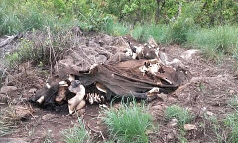 The photograph of the dead elephant which shows the left tusk hacked off