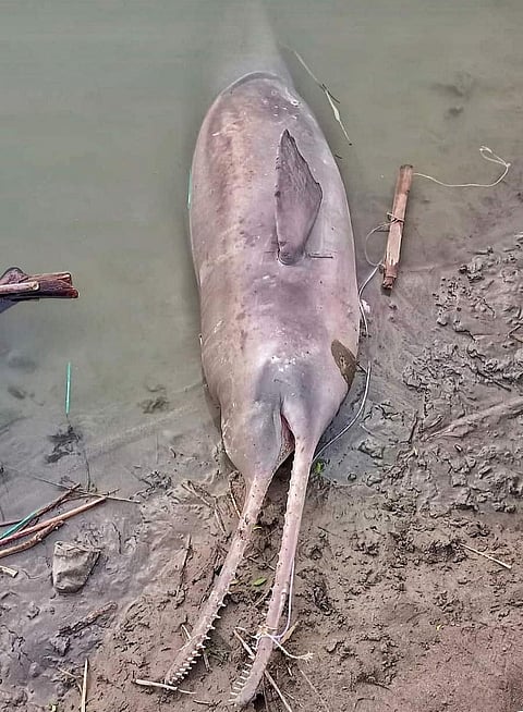 फोटो : एकमात्र घोषित डॉल्फिन अभ्यारण्य एरिया के नवगछिया के इस्माइलपुर पुरानी दुर्गा मंदिर के निकट एक मृत मादा की मौत मछुआरे के जाल की वजह से हो गई ; द्वारा : उमेश मंडल  