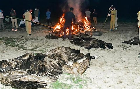 BNHS staff cremating dead Himalayan Griffon vultures that died due to poisoning in Assam. Photo: Prasanna