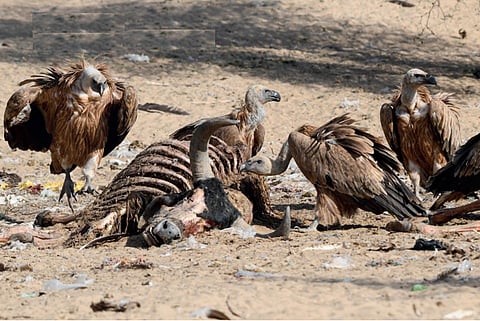 Almost 30 animal carcasses
are dumped at the Jorbeer
Conservation Reserve in Bikaner,
Rajasthan every day. The reserve falls
under the vulture international flyway