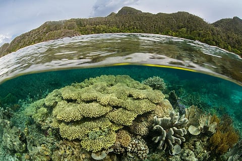 Convention on Biological Diversity: Draft recommendation to focus on One Health approach, COVID-19