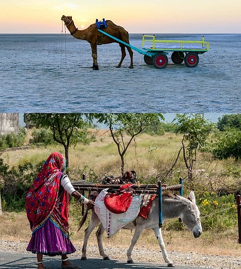 As told to Gujarat Vidhan Sabha: State’s donkeys, camels in peril
