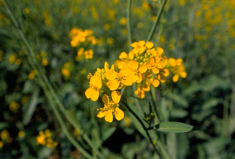 GM mustard: Crop’s release would irreversibly damage the environment, SC told