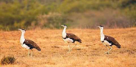 Supreme Court seeks update on power cables at Great Indian Bustard’s habitat