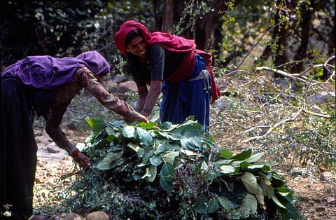 वनाधिकार समीक्षा: आदिवासियों के दावों को खारिज करने का उपकरण बना मध्यप्रदेश का वन मित्र पोर्टल