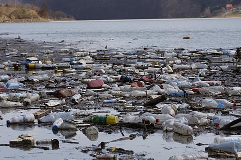 Microplastics detected in fish samples from Cauvery
