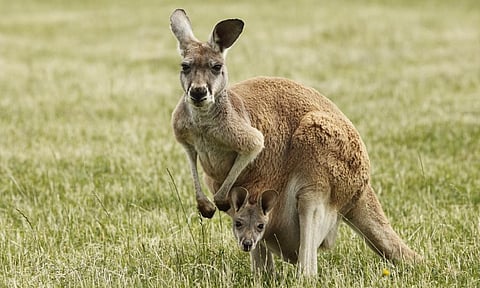 Jalpaiguri is in the news after seven kangaroos were recovered from there of which, four had died. Photo: iStock