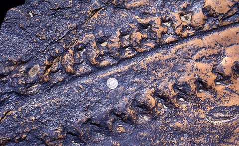 A photograph of the trace fossil of a giant scorpion. Photo: Prof Erich Draganitis, Vienna University