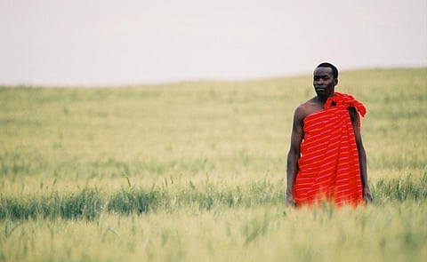 A Masai tribesman stands in a wheat field in Nakuru, Kenya. As many as 25 African countries, including many least developed countries, import more than one third of their wheat from the Russian Federation and Ukraine. Photo: iStock