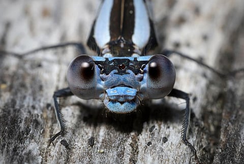 Climate change triggering global collapse in insect numbers: Stressed farmland shows 63% decline — new research
