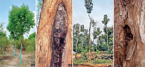 Injudicious pruning of sandalwood (1a and b) reduces its weight and consequently value of the timber derived. Similarly, in teak (2 a and b), it restricts the durability of the stem and makes it weak (Photographs: R Sundararaj)