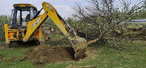 Earth mover uprooting apple tree at Wathoora, Kashmir. Photo: Raja Muzaffar Bhat