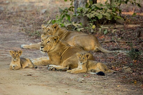 Gir awaits locally made CDV vaccine for lions, experts divided on outcome