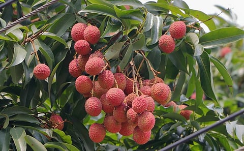 A litchi tree. Photo: iStock