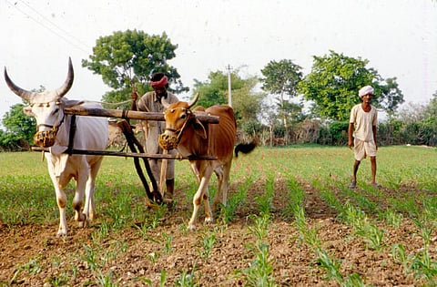 Declining trend: Public spend on Indian agriculture has shrunk in a decade