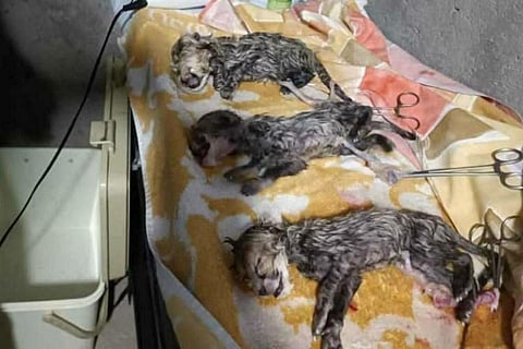 A photo of the three cubs shared by IRNA News Agency on its Twitter handle