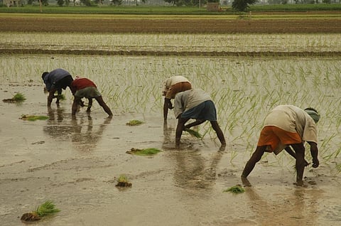 Akshaya Tritiya: Why this date is all about the farmer, the real goldsmith
