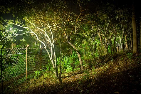 Conservation goals: Kerala community uses solar energy to protect sandalwood reserve from smugglers