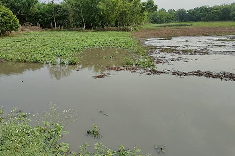 बिहार के सुपौल जिले में अचानक हुई भारी बारिश ने मूंग की फसल को नुकसान पहुंचाया है। फोटो: राहुल कुमार गौरव