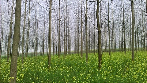 Can agroforestry help achieve sustainable developmental goals?