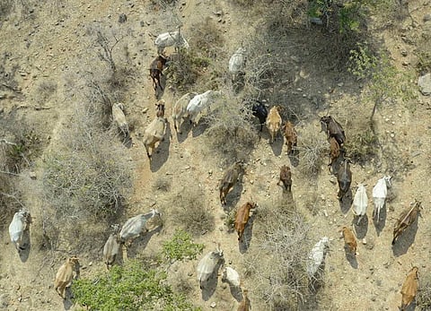 Forest dwellers in and around Theni district depend on the forests for grazing cattle, which is a major source of livelihood for the community (Photograph: Akanksha Sood Singh / The gaia people)