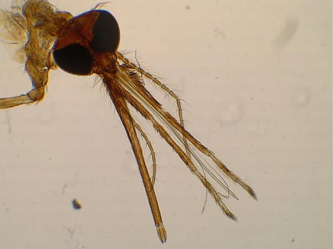 Significant number of malaria mosquitoes bite during day, control measures need re-evaluation: Study 