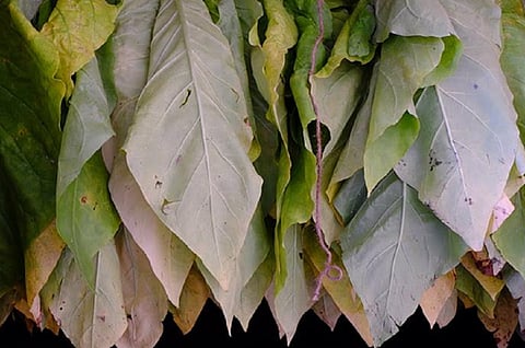 World no tobacco day: Tobacco impacts environment, not just health
