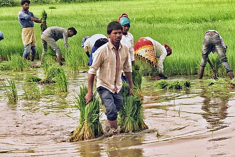 नाइट्रोजन ऑक्साइड उत्सर्जन में आधी कटौती से भारत में 8 फीसदी बढ़ जाएगी कृषि पैदावार