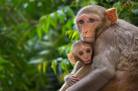 ‘Vermin’ politics: Human-wildlife conflict mitigation needs to be based on science, not historical biases