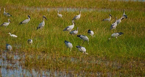 Birds in Chilika. Photo: Hrusikesh Mohanty