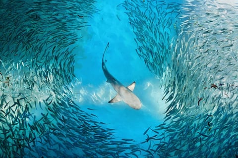 Warmer waters can drive higher predation rates: Study