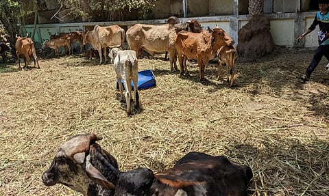 Cattle infected with Lumpy Skin Disease in Gujarat. Photo: Himanshu Bhayani