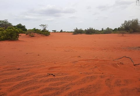 Red sand dunes in Tamil Nadu’s Thoothukudi district. Photo: Govindaraju 