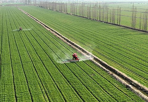 China to adopt genetically modified maize and soy: Why it matters for South Africa