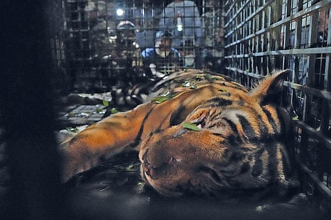 The tiger MDT23 was captured near Masinagudi in the Mudumalai Tiger Reserve after a 21-day operation by officials from  Tamil Nadu 
and Kerala (Photographs courtesy: Tamil Nadu forest department)