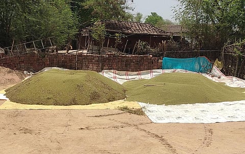 मध्य प्रदेश में किसानों के खलिहान में मूंग की फसल पड़ी हुई है, जबकि मॉनसून भी आ चुका है। फोटो: राकेश कुमार मालवीय
