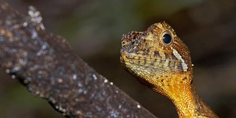 Biodiversity framework: Ambitions running amok at negotiations ahead of CoP15