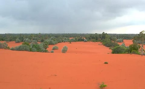 Shelter belt plantations raised over a period of time in Thoothukudi, Tamil Nadu,. Photo: Govindaraju