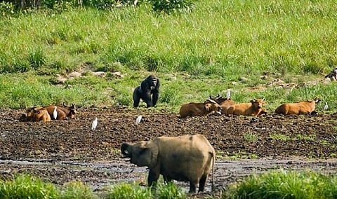 Multilateral fund offers $5.33 billion over 4 years to help solve biodiversity woes