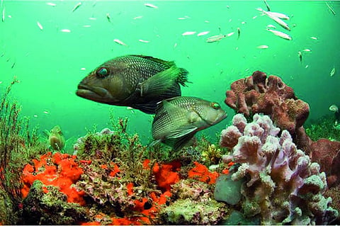 Oceans Great Dying 2.0: Mass extinction haunts oceans