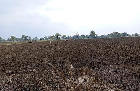 मध्य प्रदेश के बैतूल जिले के टिमरनी गांव में किसानों को दोबारा बुवाई करनी पड़ रही है। फोटो : पूजा यादव